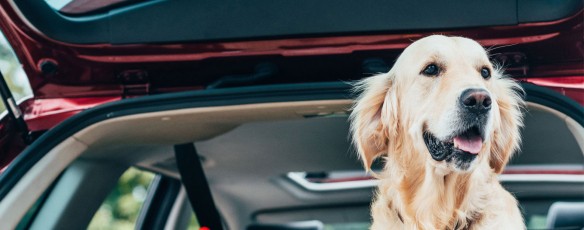 Op vakantie met mijn huisdier