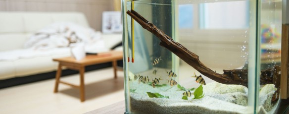 De weldaden van het aquarium